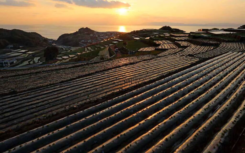 日本旅行旅遊景點-自由行自助旅行-梯田